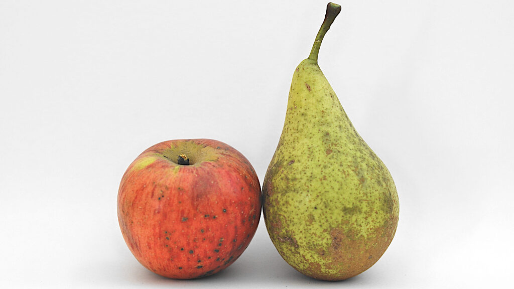 Apfel und Birne als Symbol für Paar